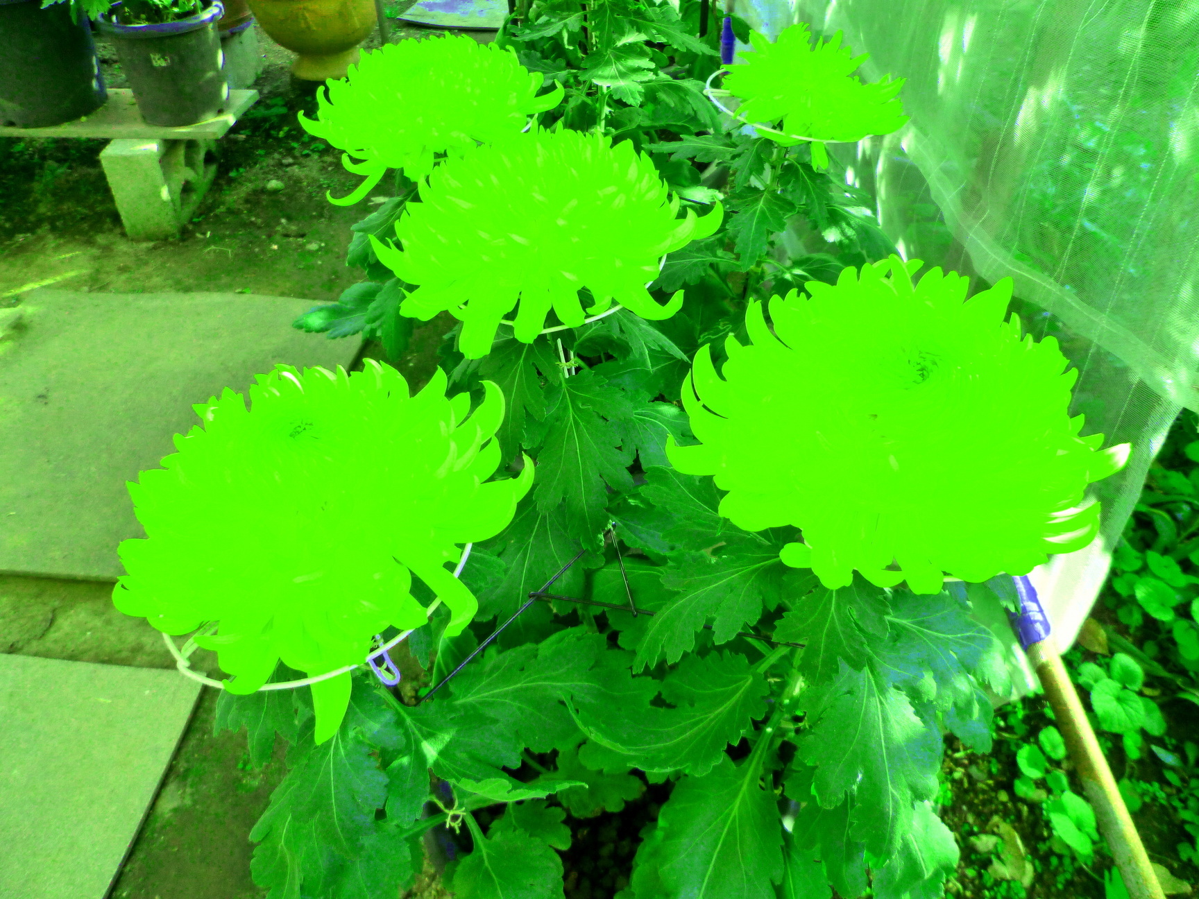 �y�V�эH�[�@�y��