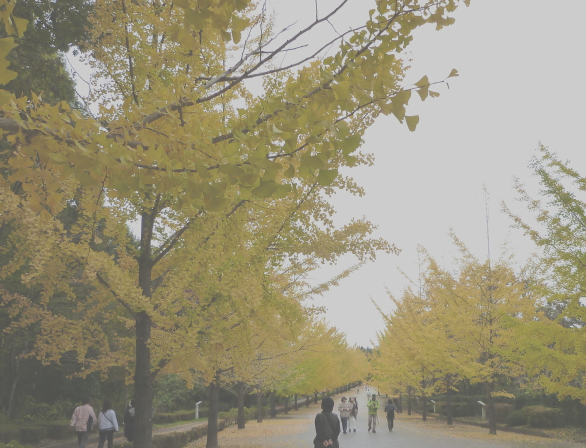 �y�V�эH�[�@�y��