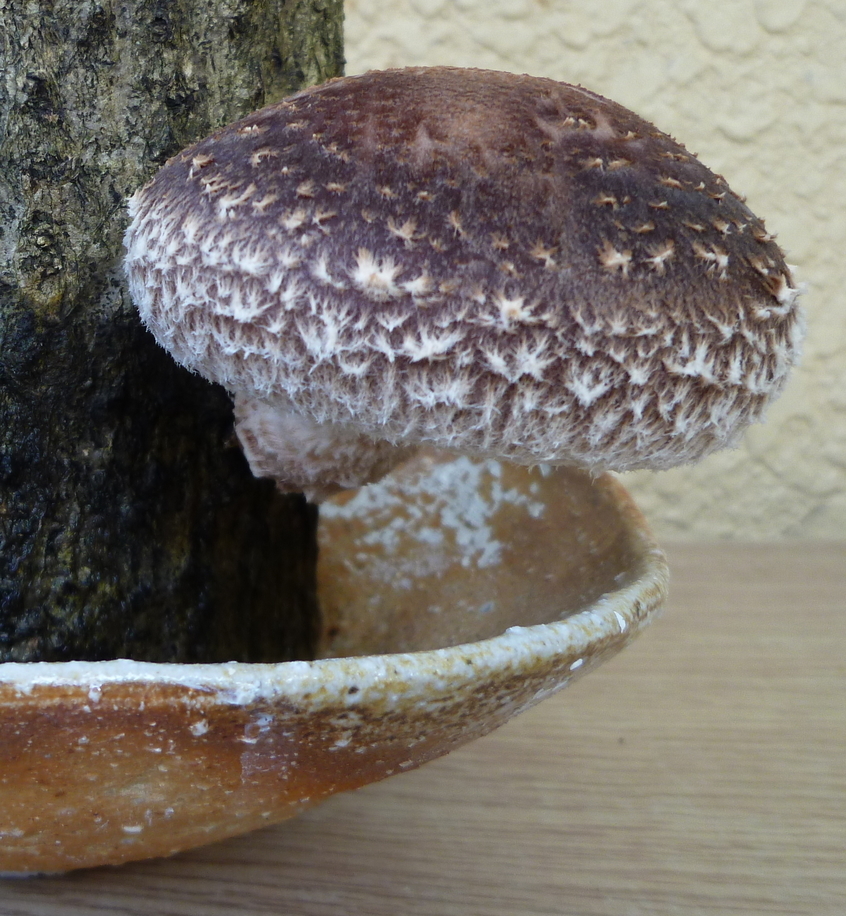 �y�V�эH�[�@�y��