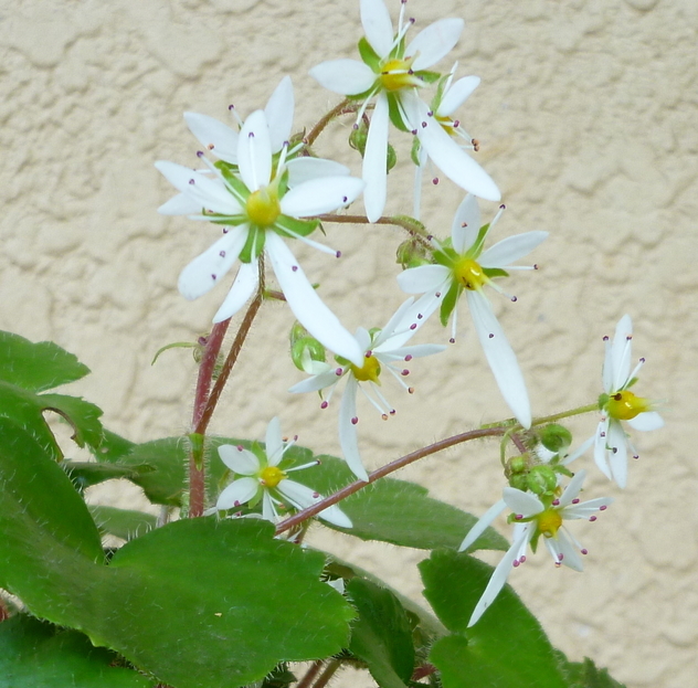 �y�V�эH�[�@�y��