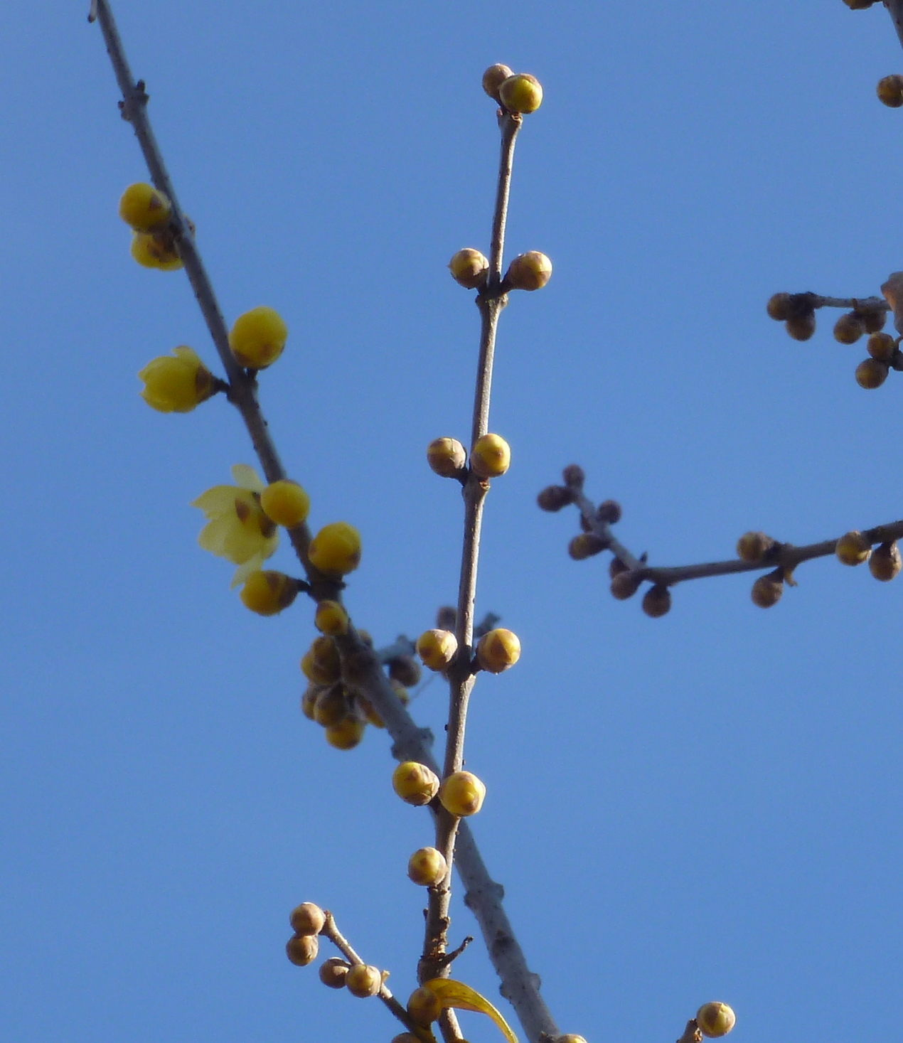 �y�V�эH�[�@�y��