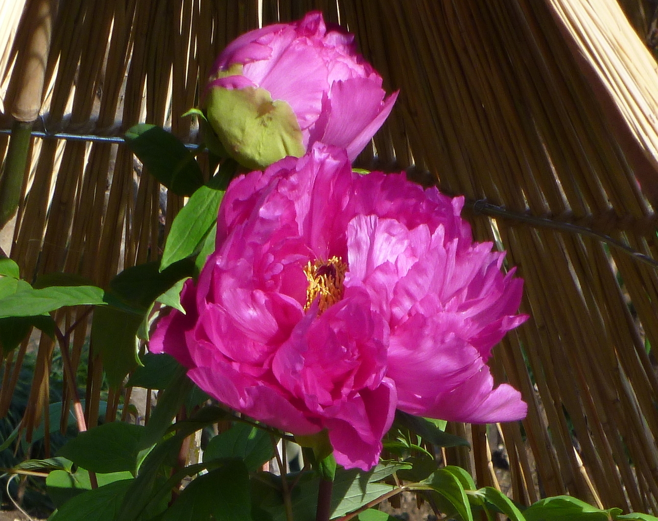 �y�V�эH�[�@�y��