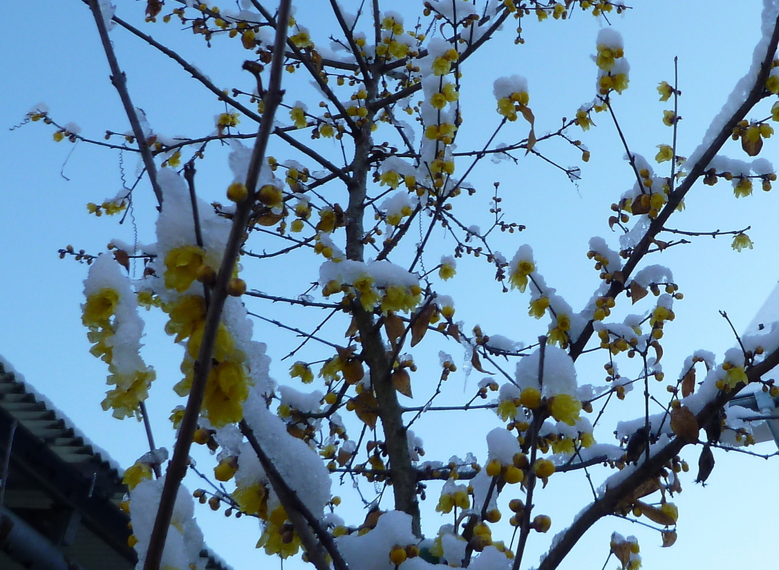 �y�V�эH�[�@�y��