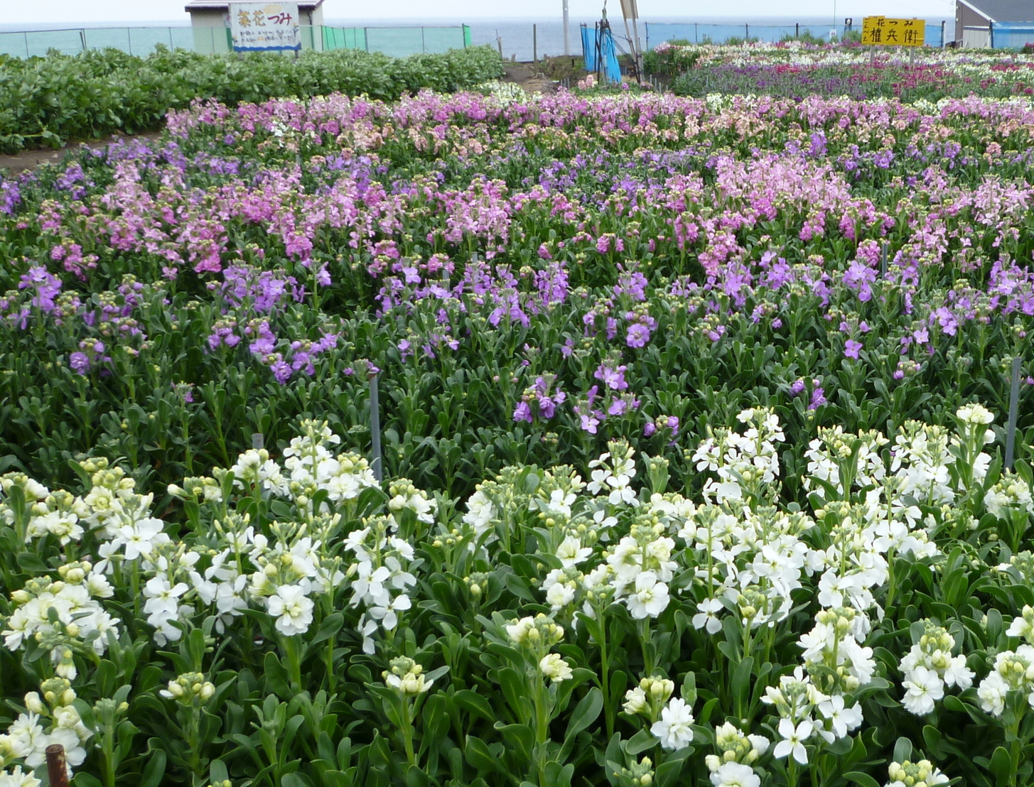 �y�V�эH�[�@�y��