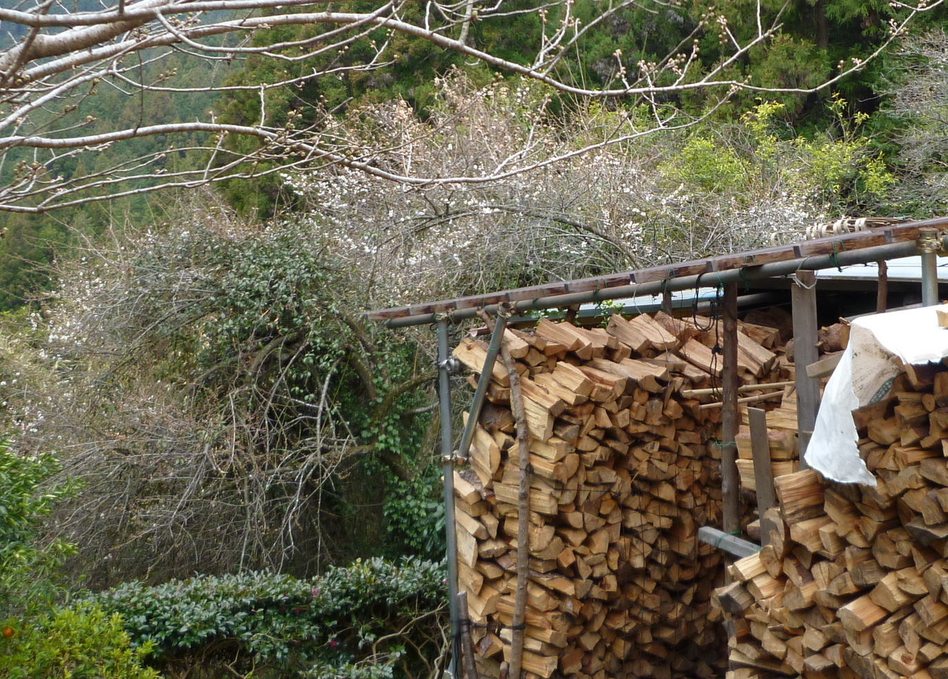 �y�V�эH�[�@�y��