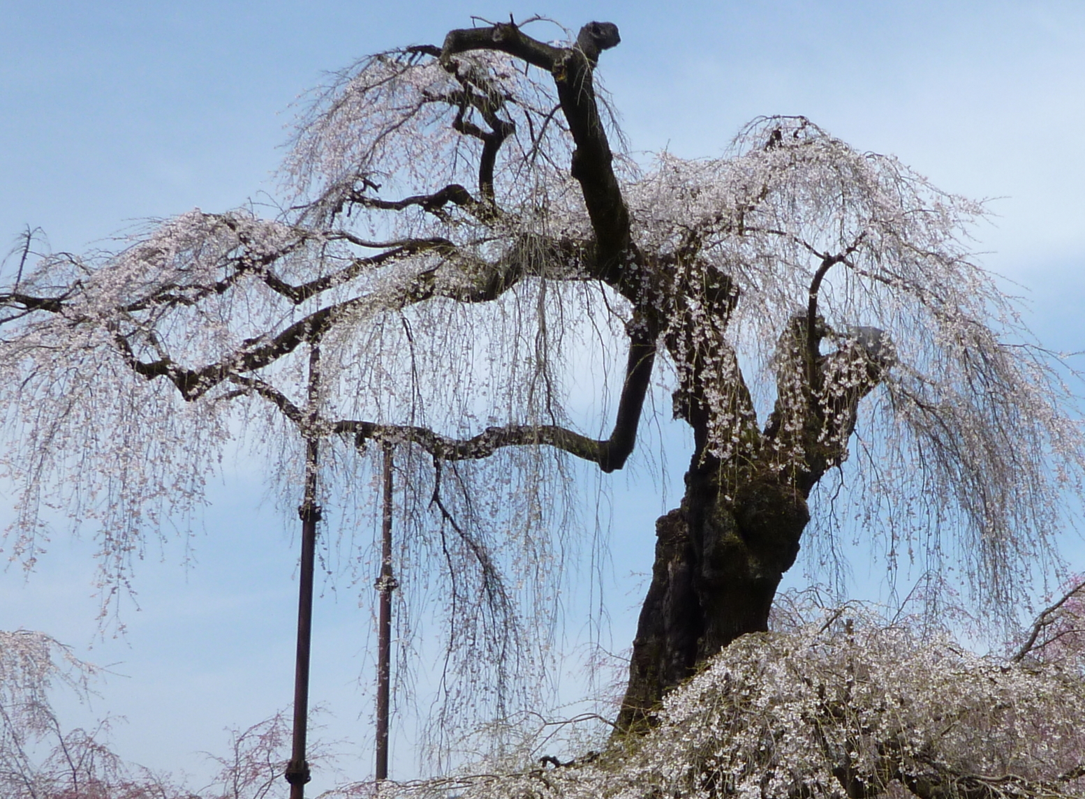 �y�V�эH�[�@�y��