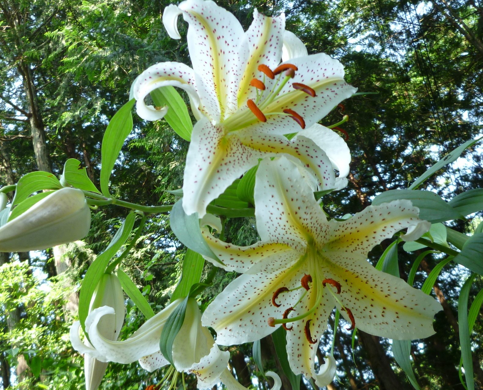 �y�V�эH�[�@�y��