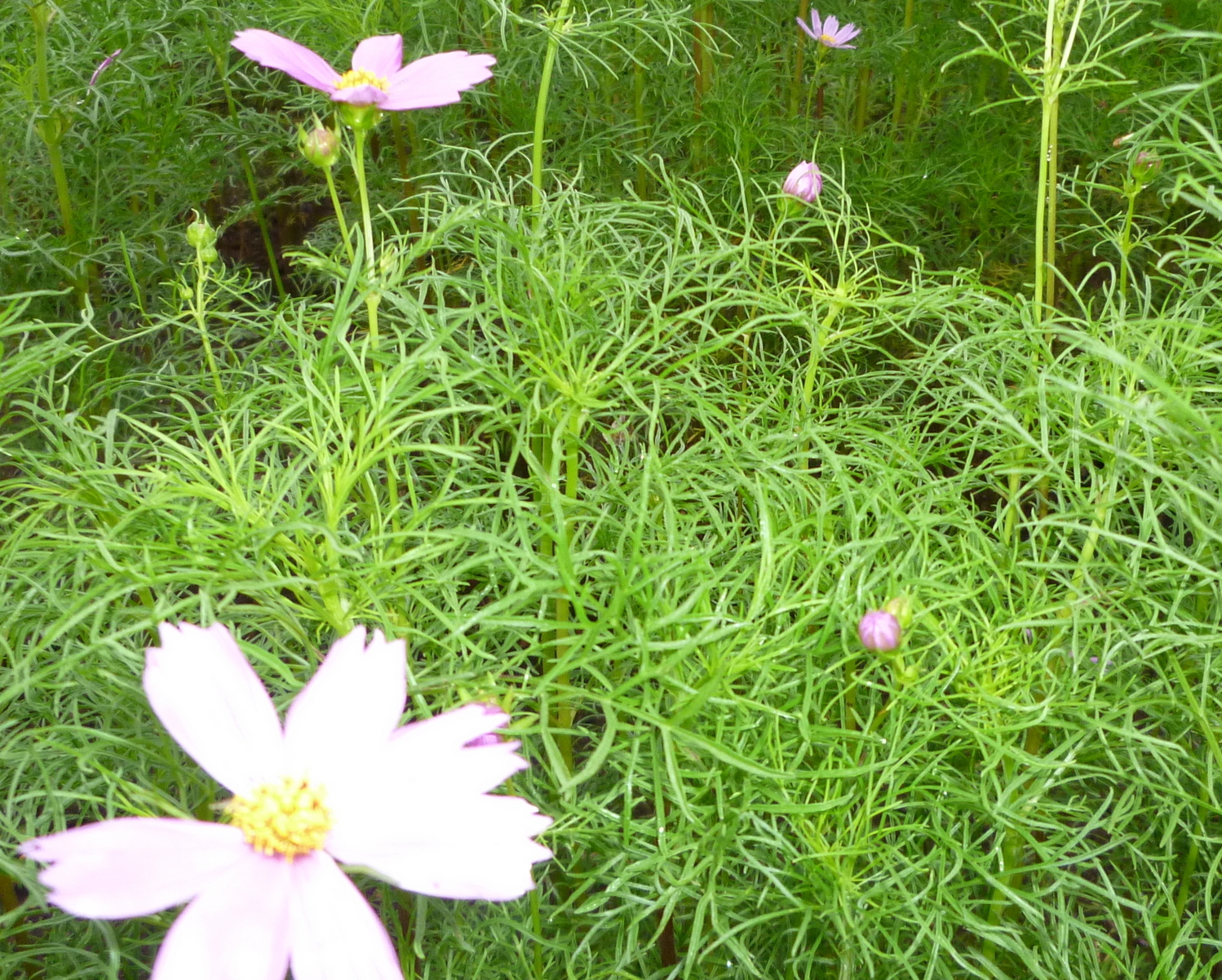 �y�V�эH�[�@�y��