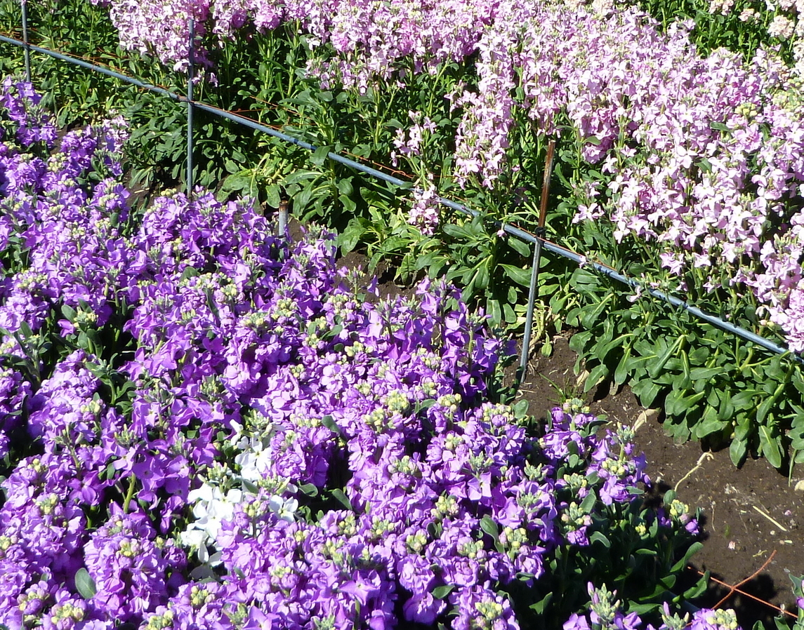 �y�V�эH�[�@�y��