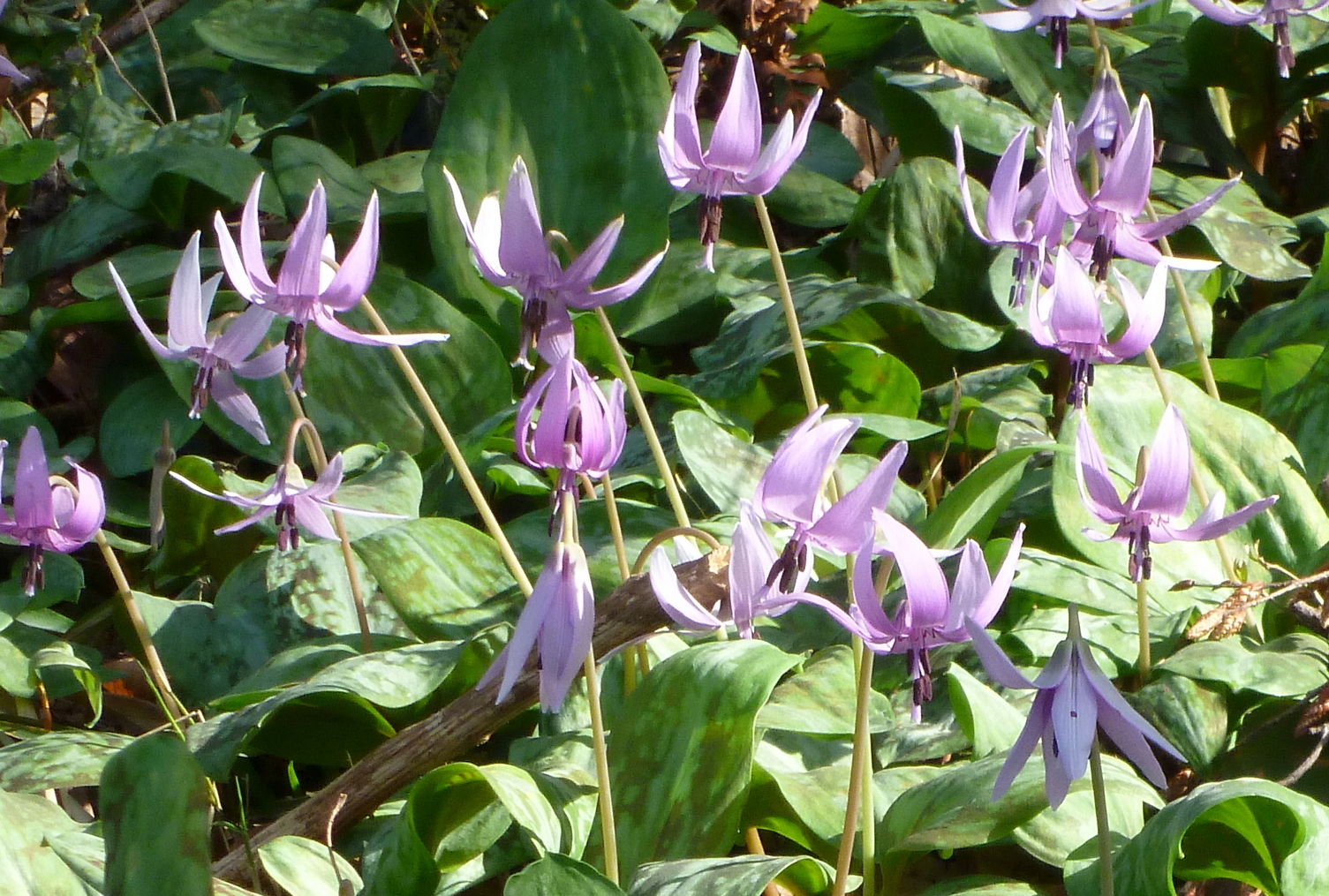 �y�V�эH�[�@�y��