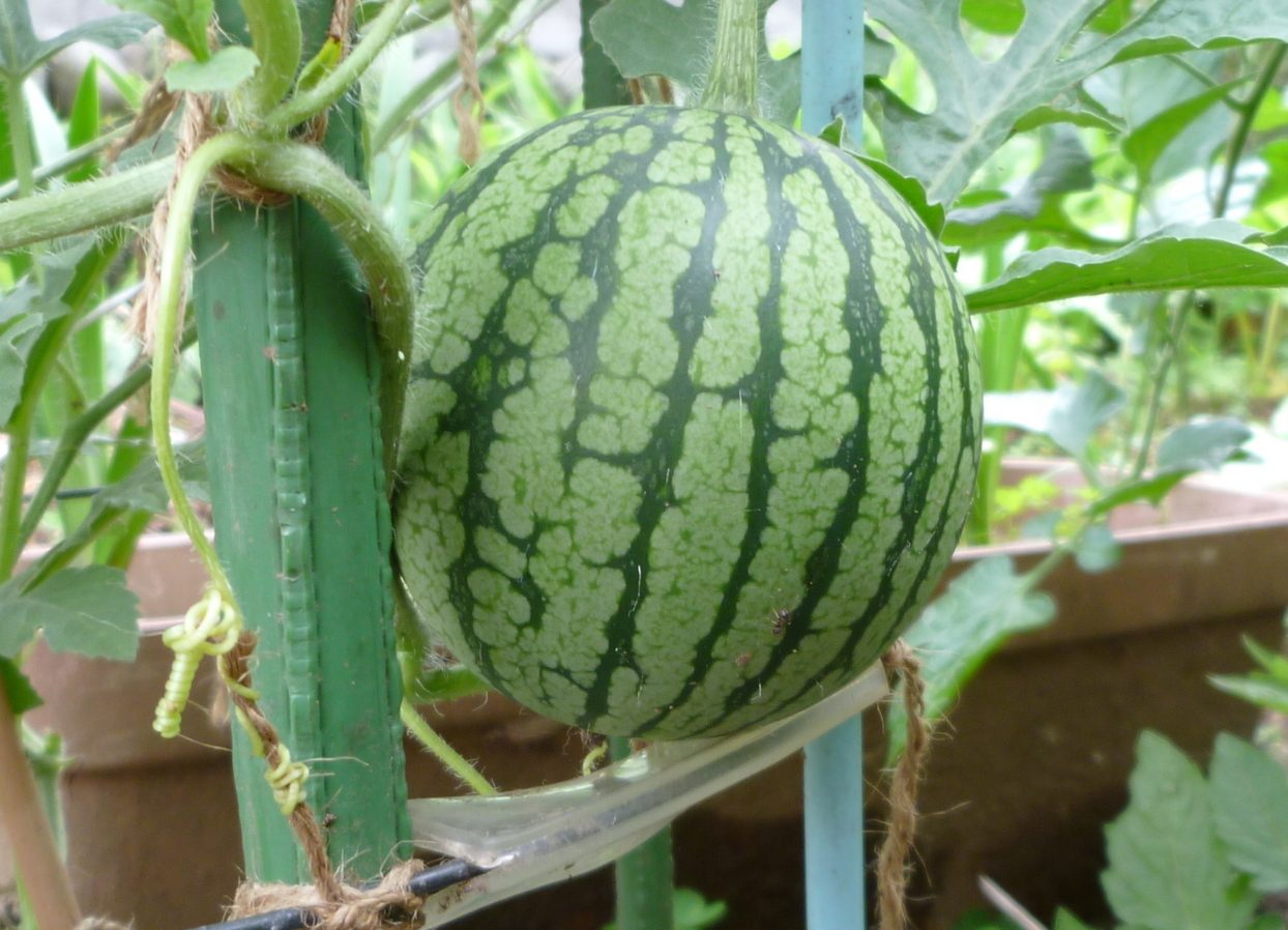 �y�V�эH�[�@�y��