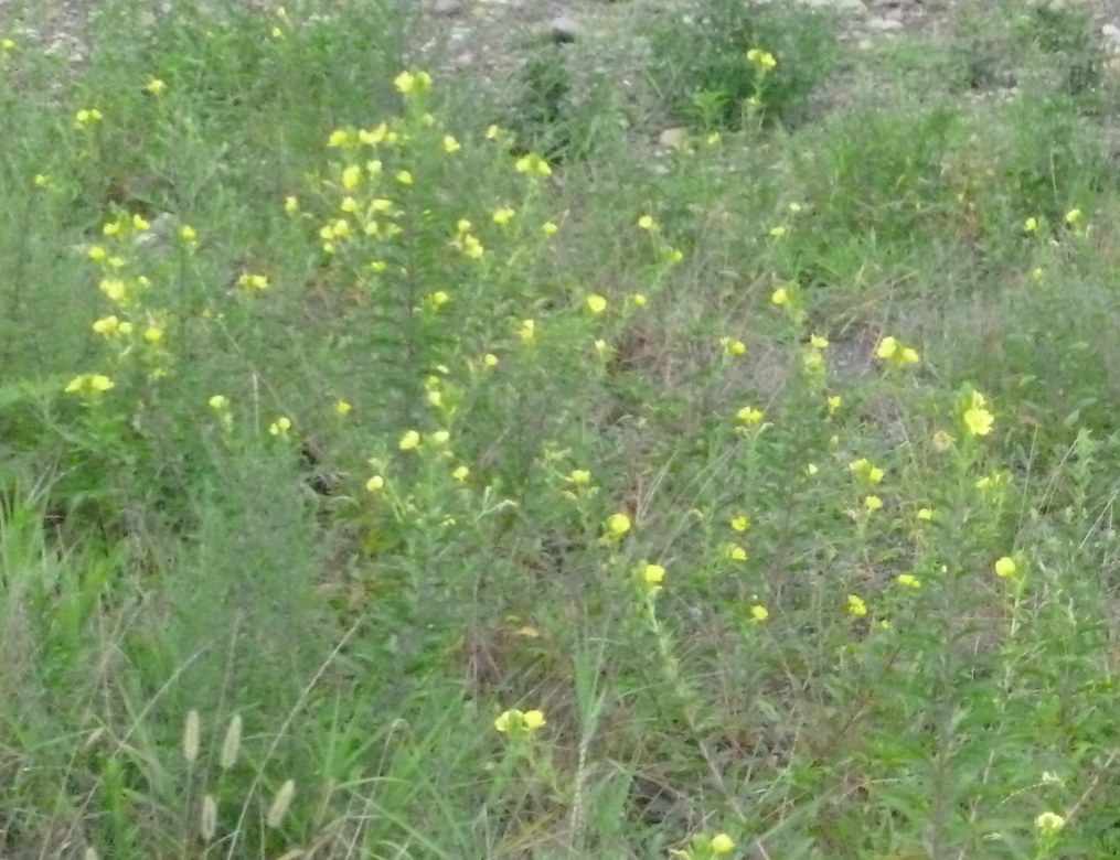 �y�V�эH�[�@�y��