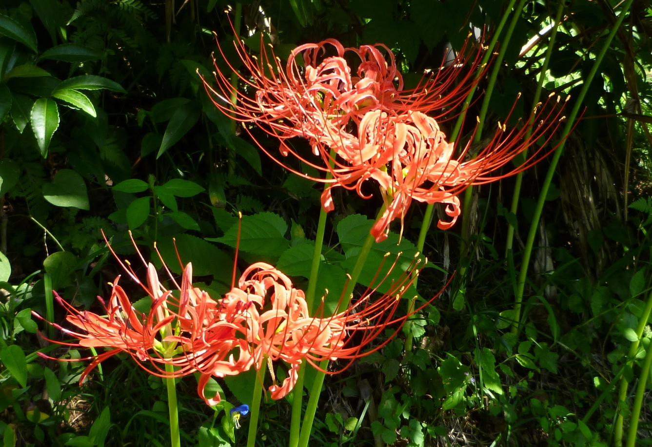 �y�V�эH�[�@�y��