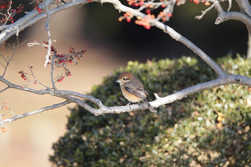 ��̕���