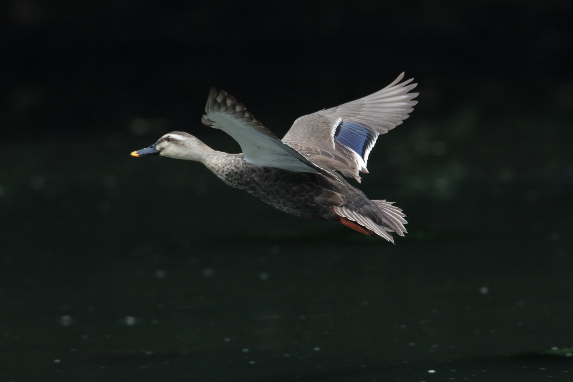 ��̕���