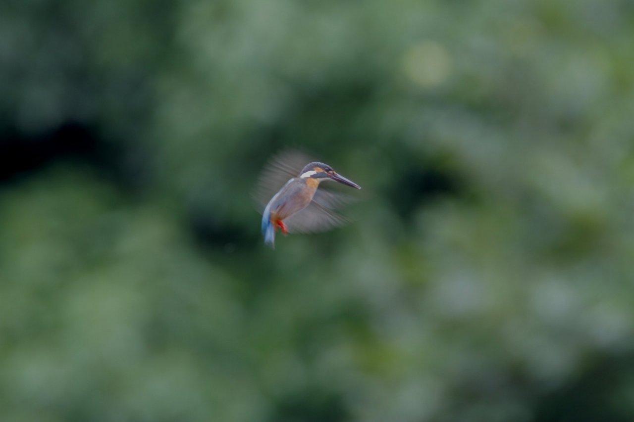 ��̕���