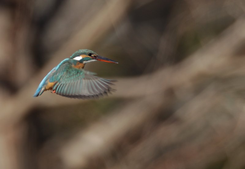 ��̕���