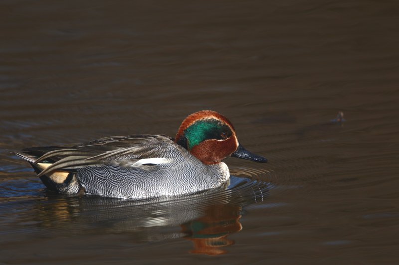 ��̕���