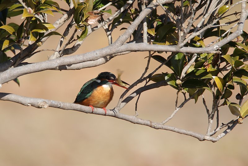 ��̕���