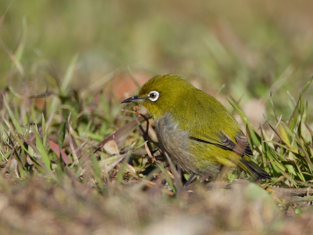 ��̕���