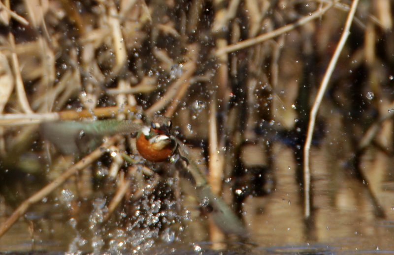 ��̕���