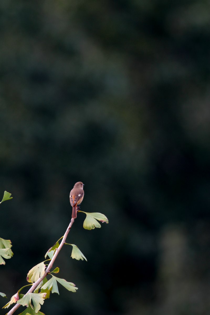 ��̕���