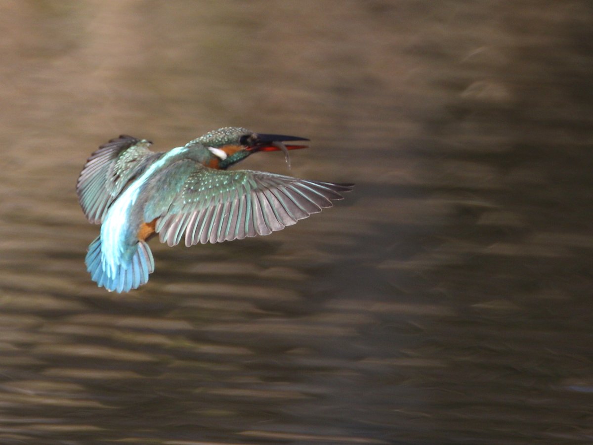 ��̕���