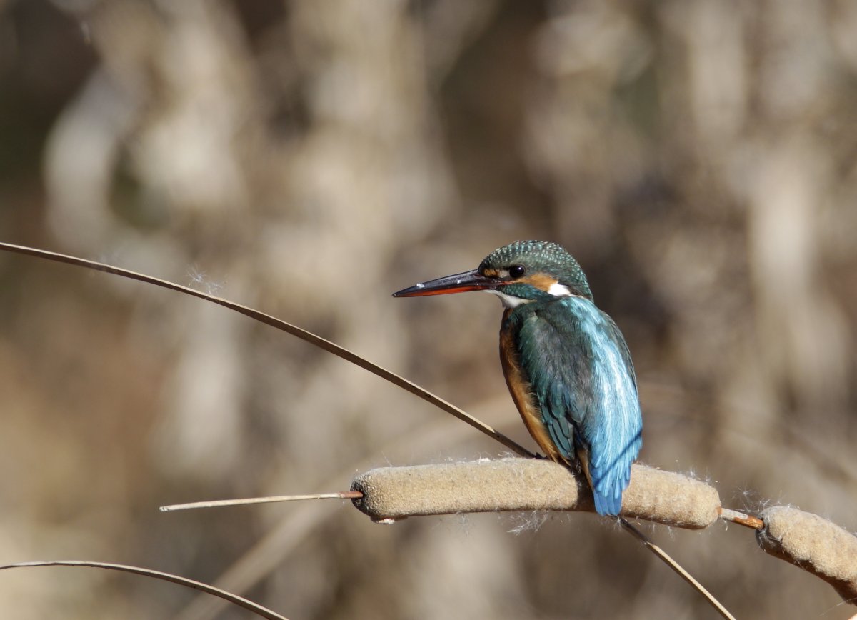 ��̕���