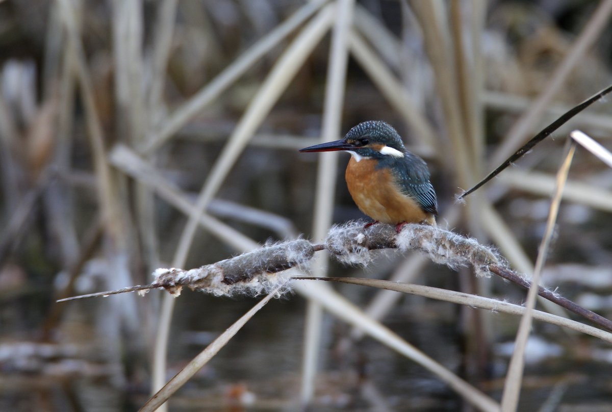 ��̕���