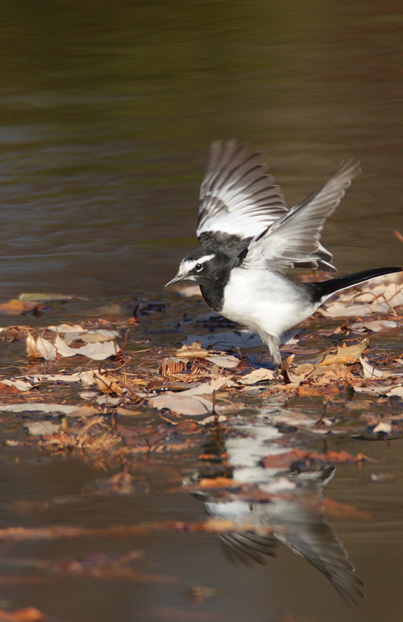 ��̕���