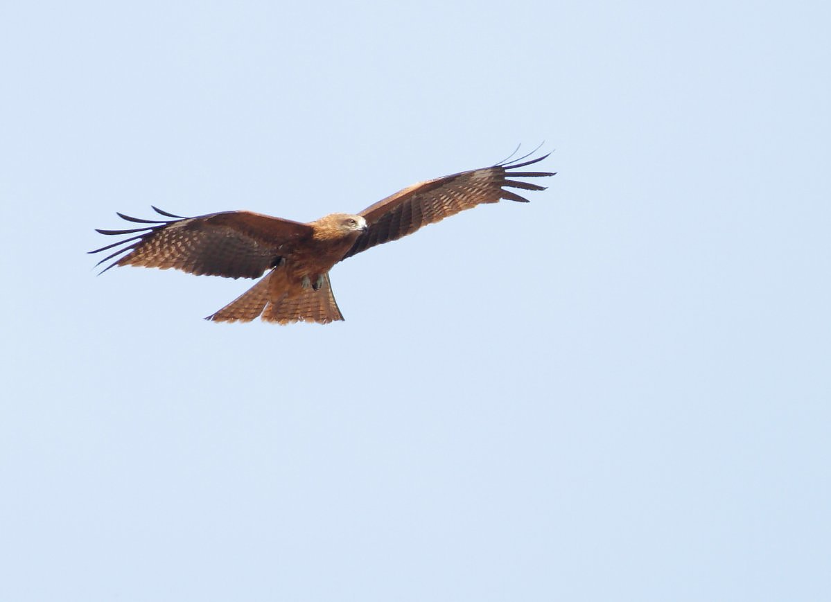 ��̕���