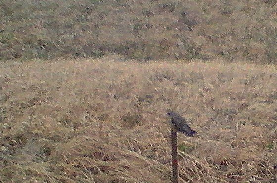 ��̕���