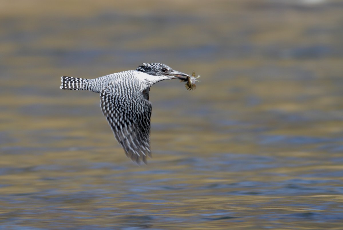 ��̕���