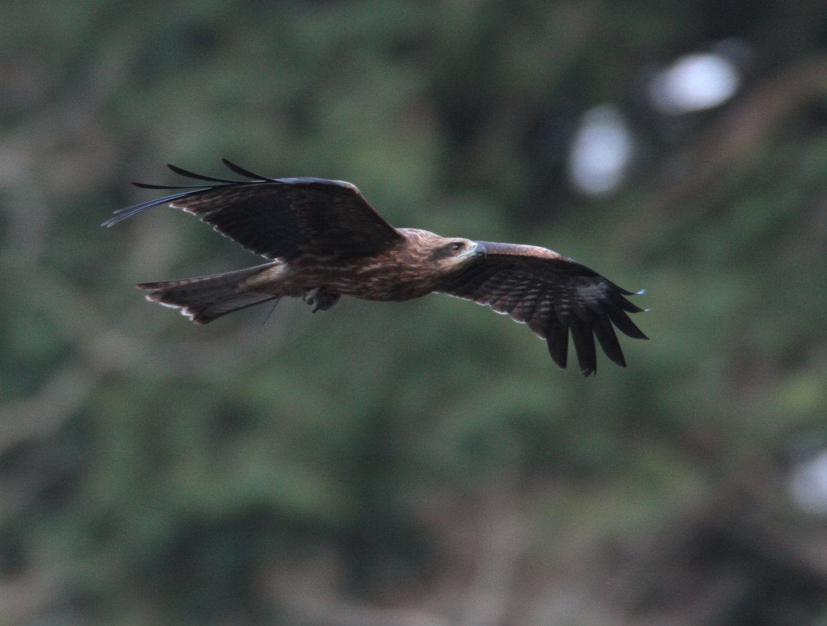 ��̕���