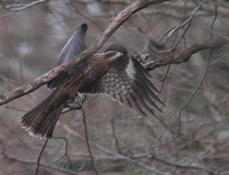 ��̕���