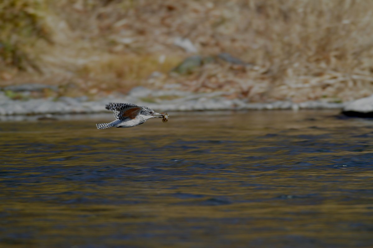 ��̕���