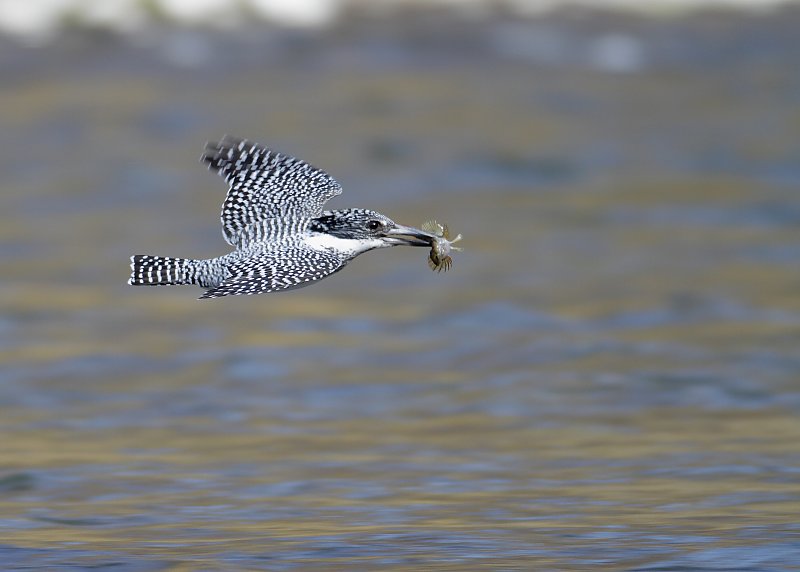 ��̕���