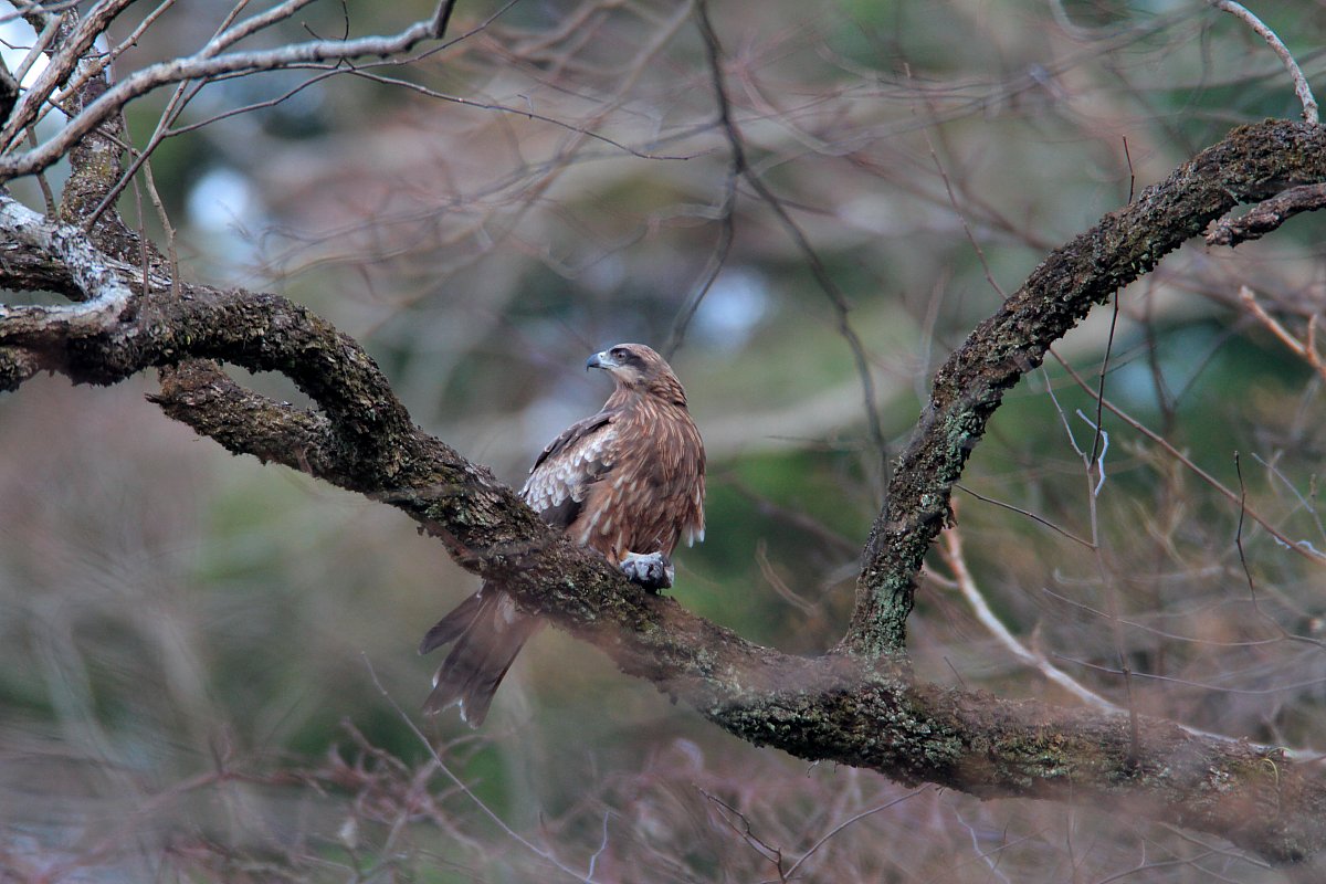 ��̕���