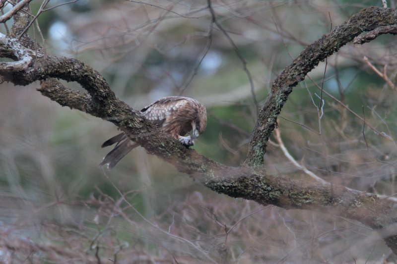 ��̕���