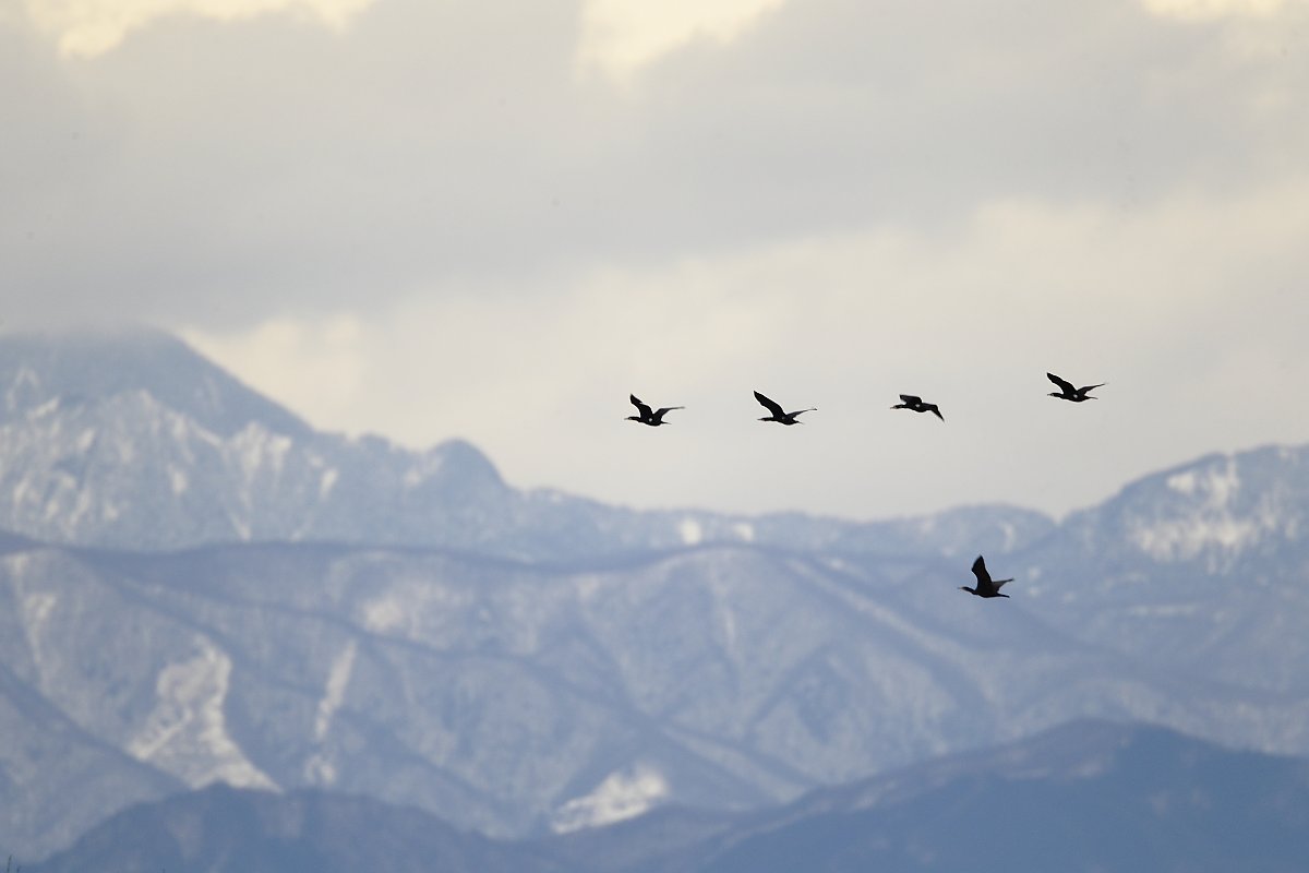 ��̕���