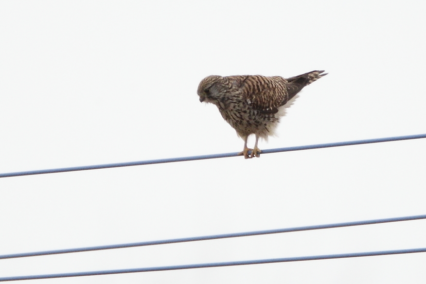 ��̕���