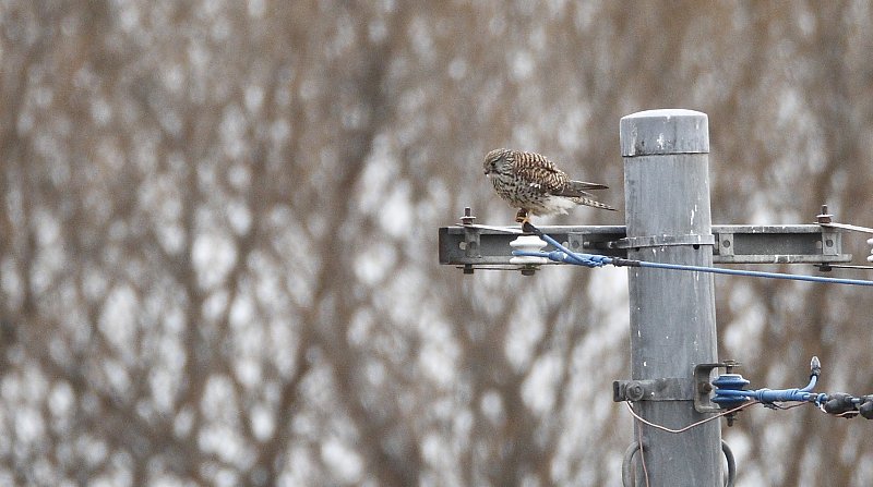 ��̕���