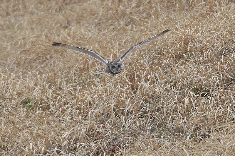 ��̕���