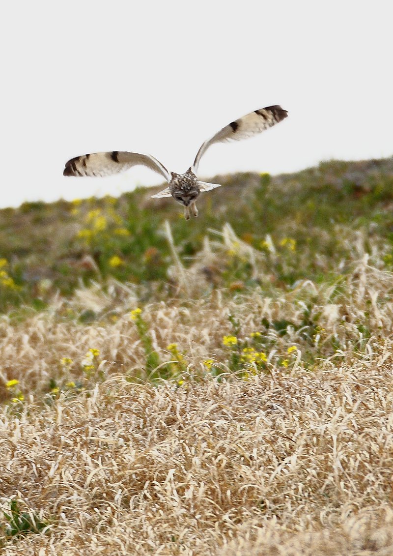 ��̕���