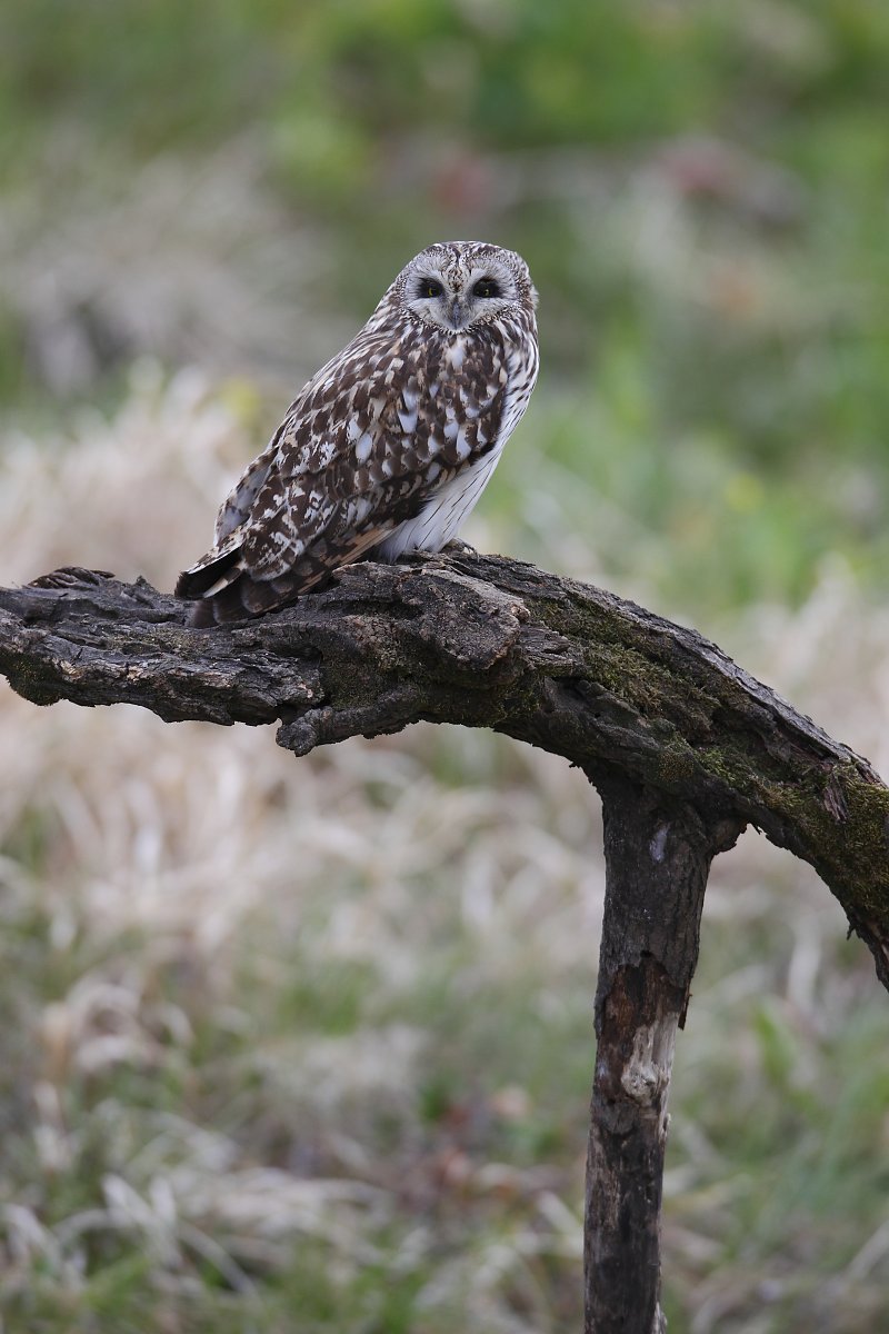 ��̕���