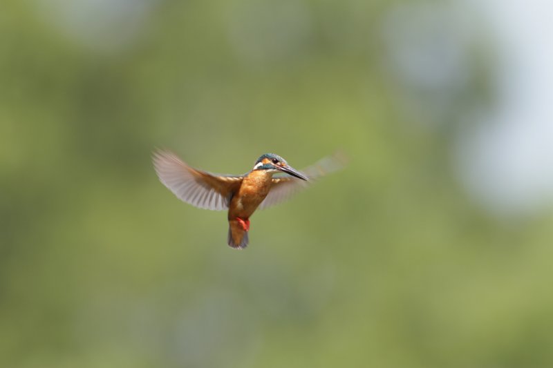 ��̕���