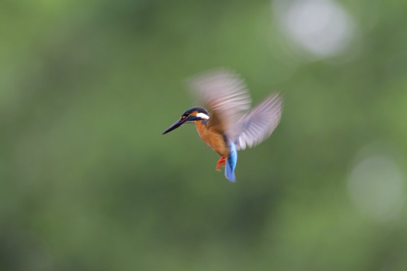 ��̕���