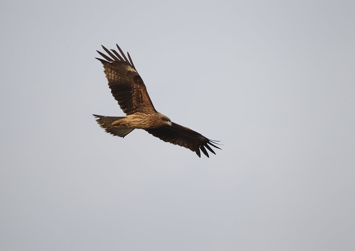 ��̕���