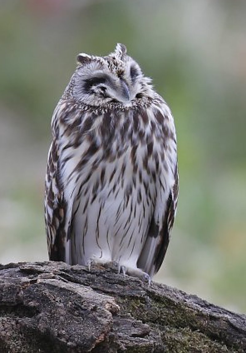 ��̕���