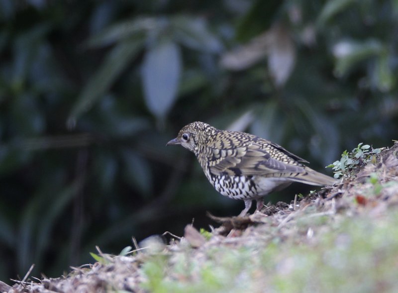 ��̕���